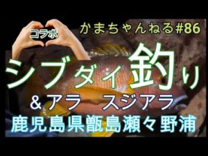シブダイ釣り　瀬々野浦　かまちゃんねる第８６話