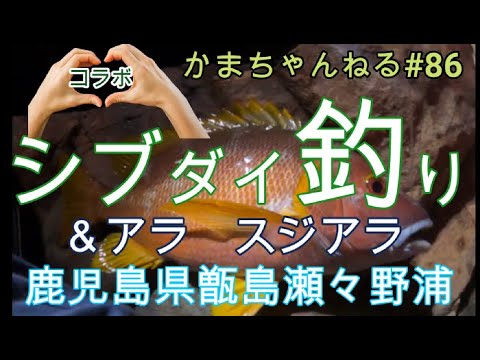シブダイ釣り　瀬々野浦　かまちゃんねる第８６話