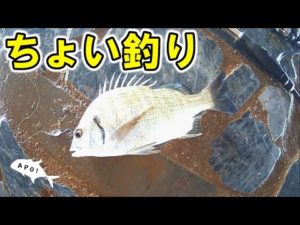 川でちょい釣り【沖縄ルアー釣り】【スプーンバトル】【ミナミクロダイ】【スプーン】【ＡＰＯＯＮ！】