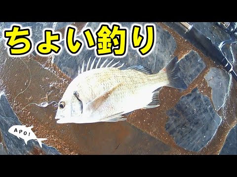 川でちょい釣り【沖縄ルアー釣り】【スプーンバトル】【ミナミクロダイ】【スプーン】【APOON!】