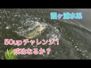【バースデイ企画】霞水系50upチャレンジ！！！【バス釣り】