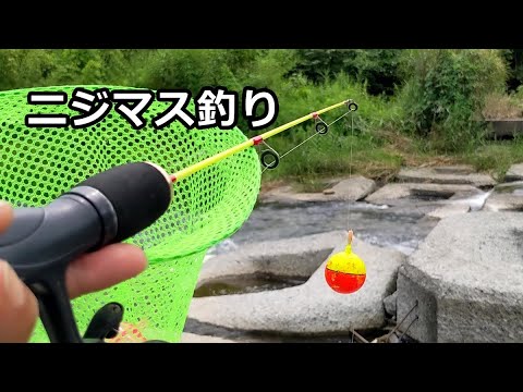 なぜ？放流直後より、ニジマスが釣れるの？