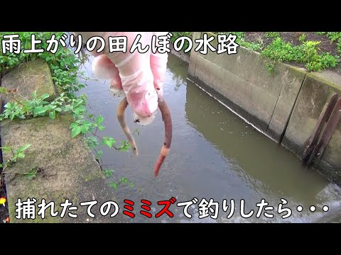 雨上がり後の水路は大物釣れます