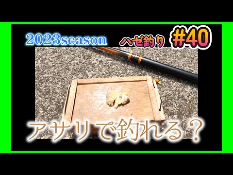2023年【ハゼ釣り#40】8月28日‗アサリでハゼは釣れるの？1時間釣ってみた☆‗釣果情報