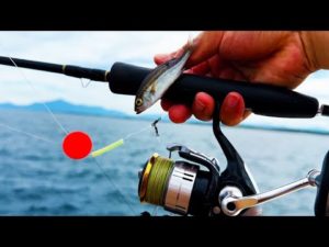 サビキで釣ったアジを丸呑みするフィッシュイーター達