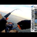 このジグサビキが色々釣れてくれました