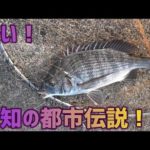 紀州釣り！愛知で中々釣れない！都市伝説の魚！黒鯛！
