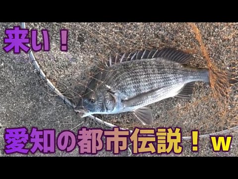 紀州釣り！愛知で中々釣れない！都市伝説の魚！黒鯛！