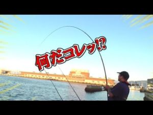 海が好調！釣った魚はエサにしろ！泳がせ釣りをしたら色んな魚が釣れます！
