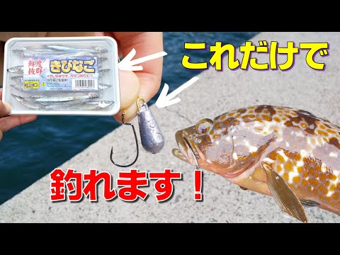 【衝撃！】「オフセットフック」と「きびなご」の組み合わせで、泳がせ釣りをしてみました！この釣り方で高級魚キジハタをゲットできます。。【釣り方解説】