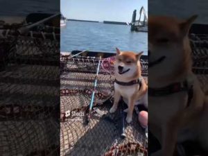 釣り犬♪#shorts #柴犬 #柴犬散歩 #柴犬のいる暮らし #柴犬の日常 #柴犬動画 #釣り