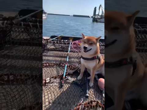 釣り犬♪#shorts #柴犬 #柴犬散歩 #柴犬のいる暮らし #柴犬の日常 #柴犬動画 #釣り