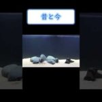 【バス釣り】ルアーの動きが気になりすぎて水槽買いました