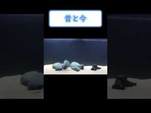 【バス釣り】ルアーの動きが気になりすぎて水槽買いました