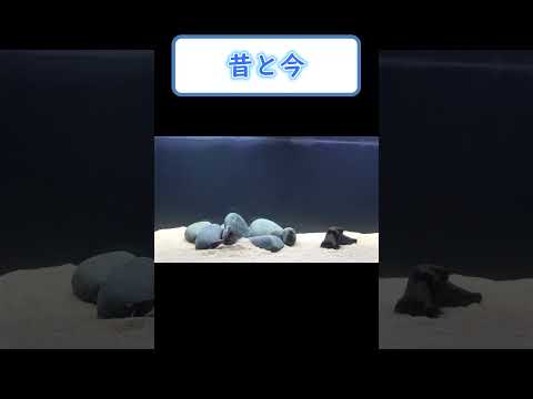 【バス釣り】ルアーの動きが気になりすぎて水槽買いました