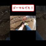 【バス釣り】３万回再生されてる映像・・すごくないか！！ゴーマルでた