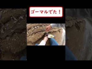 【バス釣り】３万回再生されてる映像・・すごくないか！！ゴーマルでた