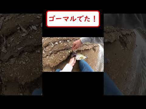 【バス釣り】３万回再生されてる映像・・すごくないか！！ゴーマルでた
