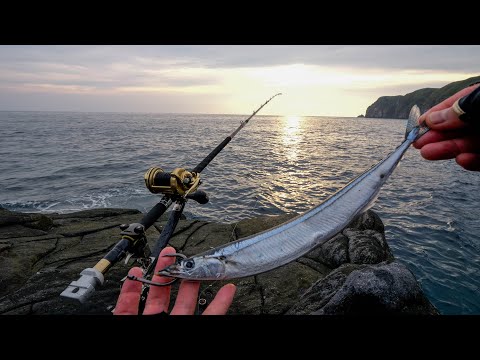 最大時価10万円！？希少すぎて大高騰中の幻高級魚を求めて離島の夜ブッコミ釣り