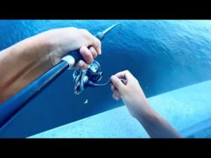 朝まずめに高級魚連発した。