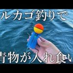 堤防で青物が入れ食い！サビキ竿でできるスルカゴ釣りが新感覚で面白すぎました