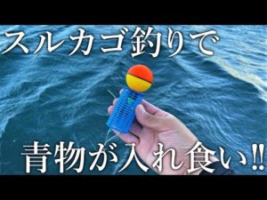 堤防で青物が入れ食い！サビキ竿でできるスルカゴ釣りが新感覚で面白すぎました