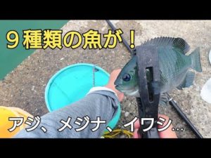 台風と大雨が過ぎた後魚は釣れるのか?まさかの9目達成！アジ、メジナ、イワシ…