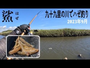 9月。イソメでハゼ釣りをしました【九十九里河川】