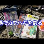 もう、秋なので、陸っぱりから、カワハギが釣れるはず！