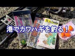 もう、秋なので、陸っぱりから、カワハギが釣れるはず！