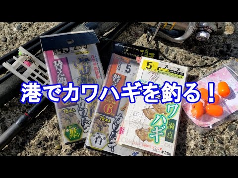 もう、秋なので、陸っぱりから、カワハギが釣れるはず！