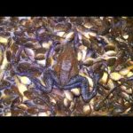 3年かけて7052匹のウシガエルを駆除した川の生態系がこちら…【琵琶湖ガサガサ探検記126】