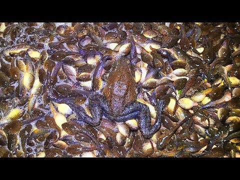 3年かけて7052匹のウシガエルを駆除した川の生態系がこちら…【琵琶湖ガサガサ探検記126】