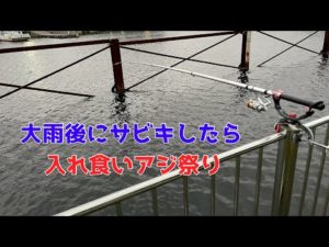 大雨後にサビキしたら入れ食いアジ祭り