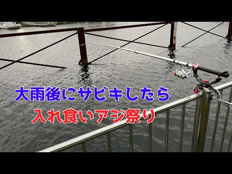大雨後にサビキしたら入れ食いアジ祭り