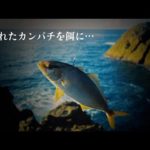 【心臓出そう。】釣れた青物を餌にしたら・・？これ食ってくるんかよ…。