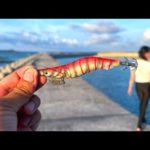 秋イカがやってきた