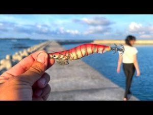 秋イカがやってきた