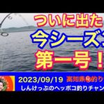 【高知県㊙️釣り情報】ついに！今シーズン第一号！事件はフォール中に！