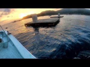 【新規開拓】山口県の日本海側にある筏でかぶせ釣りしてみたら…