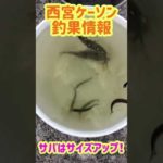 サビキ釣り絶好調！サヨリもGOOD♪fishing max武庫川店