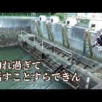 池の水を抜き流れる海で釣りしたら話が出来ないほど大物魚が釣れまくる