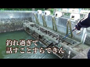 池の水を抜き流れる海で釣りしたら話が出来ないほど大物魚が釣れまくる