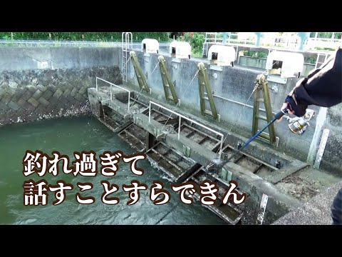 池の水を抜き流れる海で釣りしたら話が出来ないほど大物魚が釣れまくる