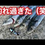 【釣れすぎて困ります】このルアーが最強！入れ食い過ぎて笑いが止まりませんでした【ショアジギング】