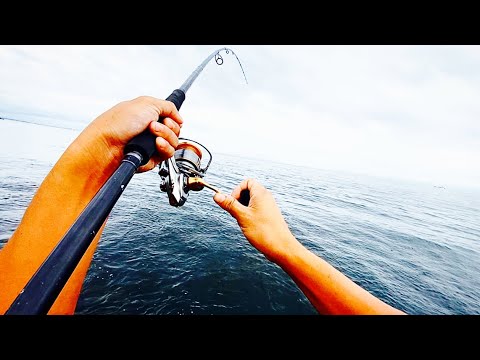 テトラ帯から怪物釣れた。