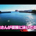 【北海道石狩湾・小樽釣り】鮭さんが優雅に泳いでる!!　2023.9.24（鮭釣り、浮きルアー、浮きフカセ）