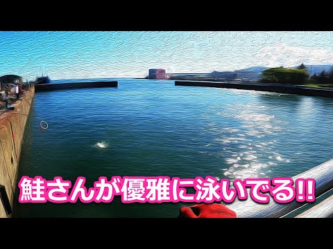 【北海道石狩湾・小樽釣り】鮭さんが優雅に泳いでる!!　2023.9.24（鮭釣り、浮きルアー、浮きフカセ）