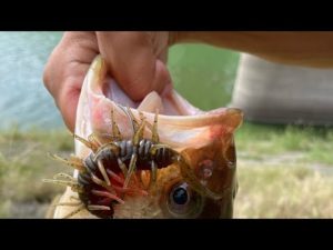 苦手なアオコ、地形を攻略せよ!【権現堂川】【バス釣り】