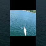 【ナブラ撃ち】＃ #shortvideo  #海釣り #ショアジギング #shorts #ナブラ